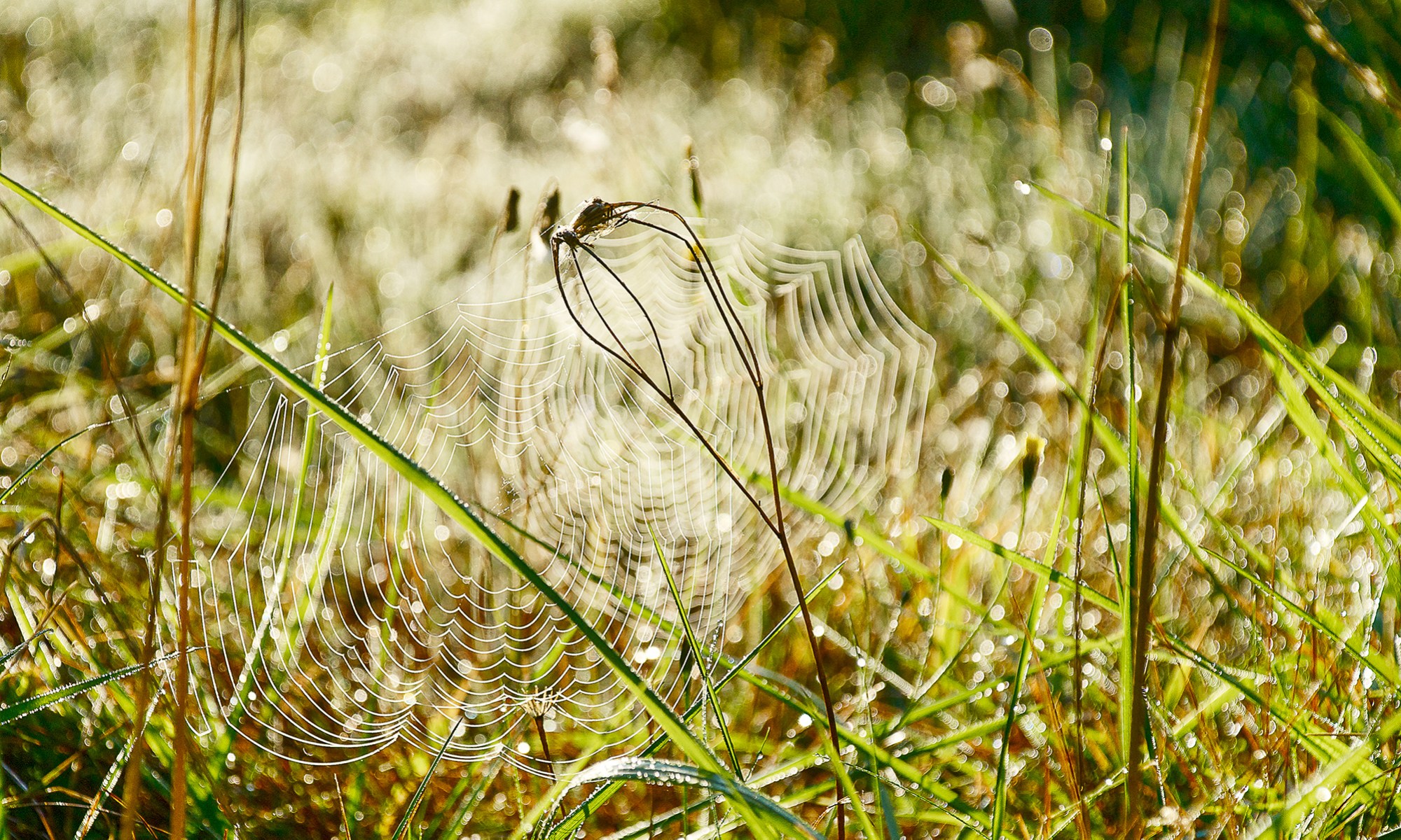 Hämähärinverkko aamukasteessa.